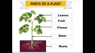 Parts of plants | Different parts of plants | Part of plants and their functions | Parts of a plant