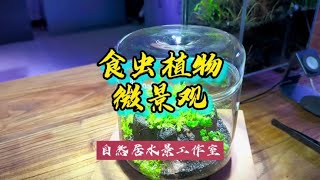 食虫植物的微景观#玻璃缸中的大自然 #鱼缸造景 #草缸 #微景观~家庭和办公室的大自然【自然居水景记】