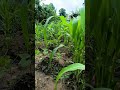 Time to start harvesting 🧑‍🌾 #farmerpreneur