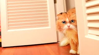 【しゃべる猫】ママの留守が寂しくてママを懸命に探す猫ティッティ【しおちゃん】