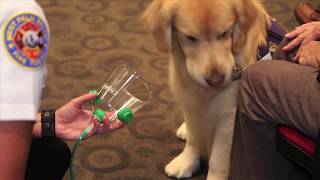 Pet Oxygen Masks (Package)