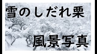 風景写真　冬のしだれ栗　撮影方法　Luminar 4 Vlog　α7Ⅱ  α7RⅢ　Tamron