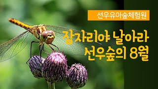 [선우유아숲체험원] 잠자리야 날아라