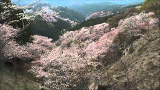 世界遺産　吉野山の桜　２０１４　上千本編　Cherry blossoms in Mt.Yoshino