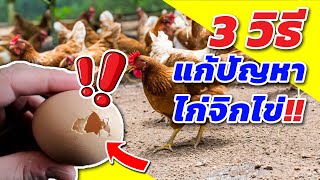 ไก่จิกไข่ตัวเองกิน | 3 วิธีแก้ปัญหาง่ายๆ ใครๆ ก็ทำได้