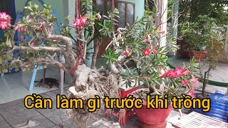 Nhổ cây sứ già lâu năm không thay đất | Cách xử lý từng bước để cây phát triển xanh tốt