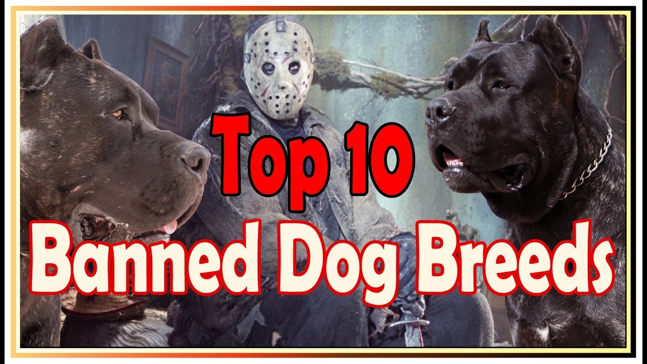 Top 10 Banned Dog Breeds In The World - YouTube