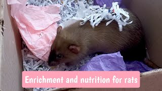 Aesthetic feeds and enrichment for my pet rats