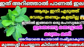 പാണൽഇലഎടുത്ത് തണ്ടുംവേരുംകളയല്ലേ ഇതിൽഇങ്ങനെഒരുരഹസ്യമോ?മുത്തശ്ശി ചെയ്തപ്പോൾഞെട്ടിപ്പോയി#kitchenhacks