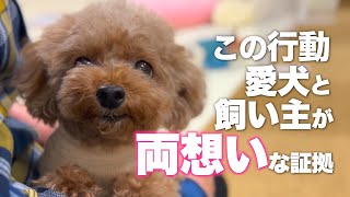 大好きな人に見せる愛犬の行動　飼い主の愛情が届いている証