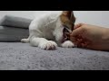 asmr 뇸뇸 강아지 먹방 1시간 이팅사운드 잭러셀테리어 dog eating sound 1 hour jack russel terrier