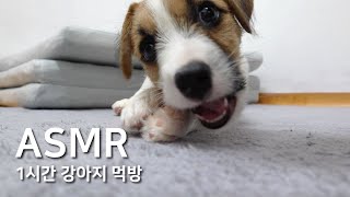 asmr 뇸뇸 강아지 먹방 1시간 이팅사운드, 잭러셀테리어 dog eating sound 1 hour Jack Russel Terrier