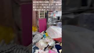 『閲覧注意です』多頭飼い崩壊から救出❗