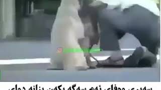 سەیری وەفای ئەم سەکە بکەن بەرام بەر خاوەنی