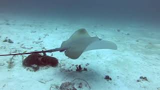 2024/3/13 SIMILAN DAY TRIP MV SOMBON4