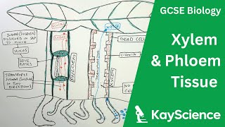 The Xylem & Phloem - GCSE Biology | kayscience.com