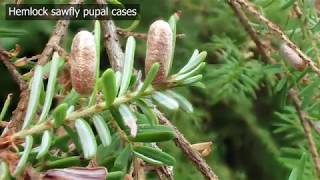 Hemlock Sawfly in Alaska