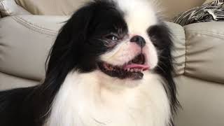 大好きな配達お兄さんをキチンと？見送るカワイイ系番犬チン　やっぱり狆は犬Japanese Chin