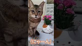 洋子ちゃんに呼びかけたらサイレントニャーで応えてくれました #shorts #猫 #cat