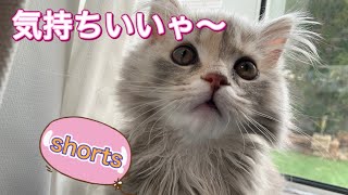 日向ぼっこしながらうとうとする子猫が可愛すぎる【スコティッシュフォールド】#shorts