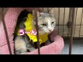 リード付きで捨てられた子猫が避妊手術を終え可愛い服を着て帰ってきた！