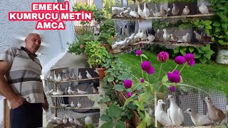 KUMRU CU EMEKLİ METİN AMCANIN GÜLEN KUMRU ÜRETİMHANESİNDEYİZ BEBEK GİBİ SEVİLEN KUŞLARLA