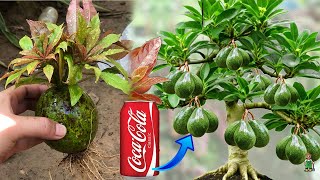 AVOCADO Growing in Water coca cola ;he best technique of planting and propagating AVOCADO by fruit