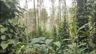 2.50 acre all good income property for sale kodaikanal 9626007663