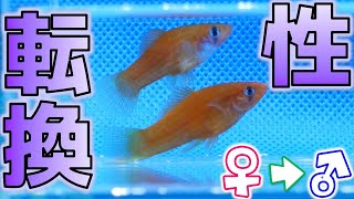 2匹しかいないのにソードテール稚魚が性転換して驚いた。やはりPSBは凄いぜ！【ふぶきテトラ】