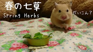 春の七草をPoohにも食べてもらいました♪健康に過ごせますように˙ᵕ˙♡NANAKUSA  spring herbs☆English subtitles ハムスター