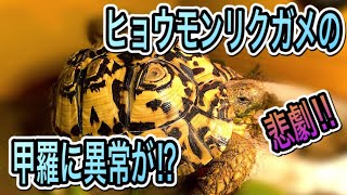 【悲劇!!】ヒョウモンリクガメの甲羅に異常が発生？！