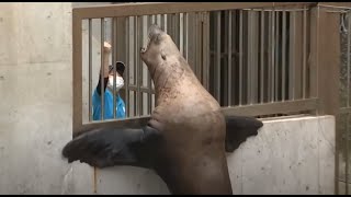 おうちでトドのびしょ濡れツアー　城崎マリンワールド