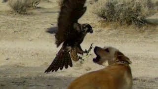 Falcon Attacks Dog!!!