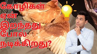 Why does my chicken sunbathe?|கோழிகள் ஏன் இறந்தது போல் நடிக்கிறது|country chicken tamilnadu farm