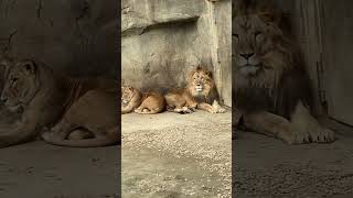 【八木山動物園】サン、ナオ、お尻をくっつけあい、お知り合いってとこかなぁ❣️