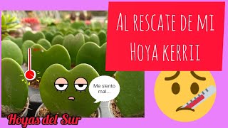 Al rescate de mi Hoya kerrii. Heart leaf Hoya rescue. Flor de cera.