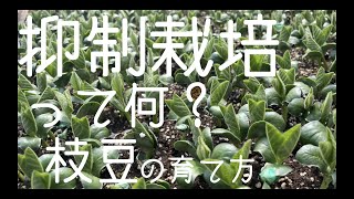 枝豆の抑制栽培　短期間で収穫できる枝豆の育て方