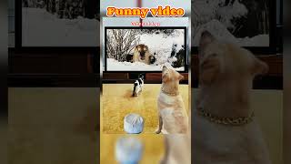 best funny cats and dogs videos 2024 - funniest cats and dogs videos