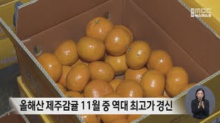 올해산 제주감귤 11월 중 역대 최고가 경신