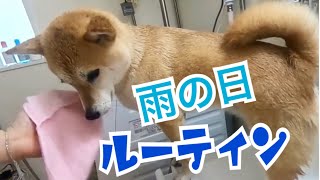 （柴犬 もみさん） 雨のお散歩でも楽ちんオヤツタイム！ お気に入りグッズと雨の日ルーティン　Shiba Inu Momisan takes a walk on a rainy day