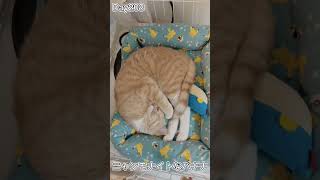 ニャンモナイトになって寝てる子猫が可愛すぎる件 #shorts #子猫 #cat