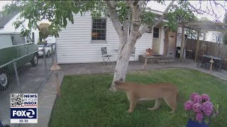 Huge mountain lion captured on Nest Camera in Petaluma