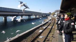 カモメに餌やり（浜名湖佐久米駅）