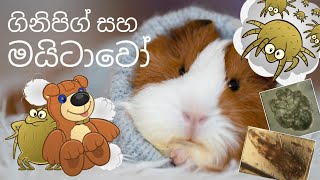 ගිනිපිග් සහ මයිටාවෝ 🕷️🔍🐹