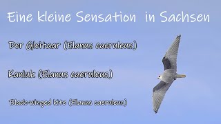 Gleitaar (Elanus caeruleus) - ein sehr seltener Gast und eine kleine Sensation in Sachsen.