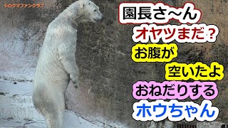 園長さ～んオヤツまだ？💗お腹が空いたよ、おねだりするホウちゃん