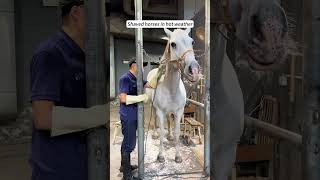 We rescued a dying white horse that had been abandoned and then…#animals #rescue