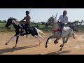 Horse race in mandvi kutch 2023