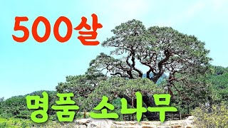 강원 영월  상동 500년 명품 소나무 ~