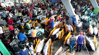 Asia Biggest TUNA Festival! 220kg Massive Bluefin Tuna Cutting / Sashimi, Sushi | Taiwanes food